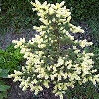 Ель колючая Биалобок (Picea pungens Bialobok)